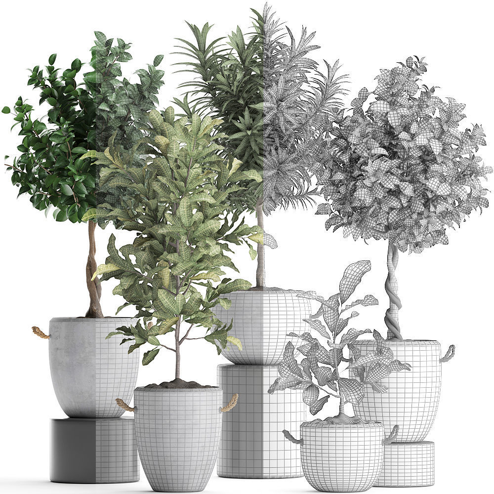 Collection of Exotic Plants trees 437 3D model_6
