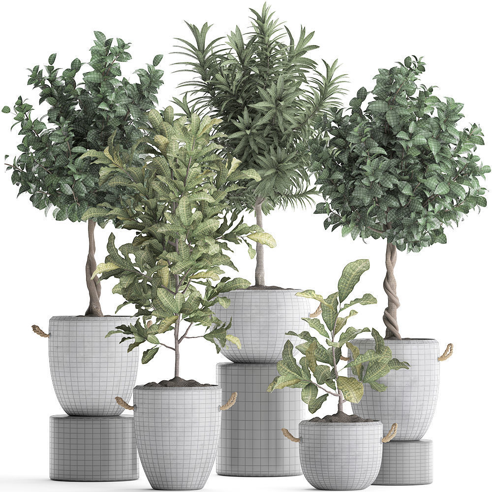 Collection of Exotic Plants trees 437 3D model_7