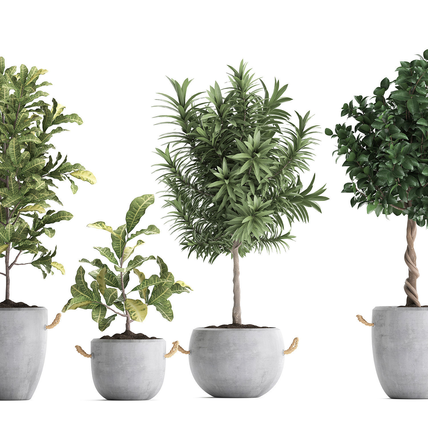 Collection of Exotic Plants trees 437 3D model_5