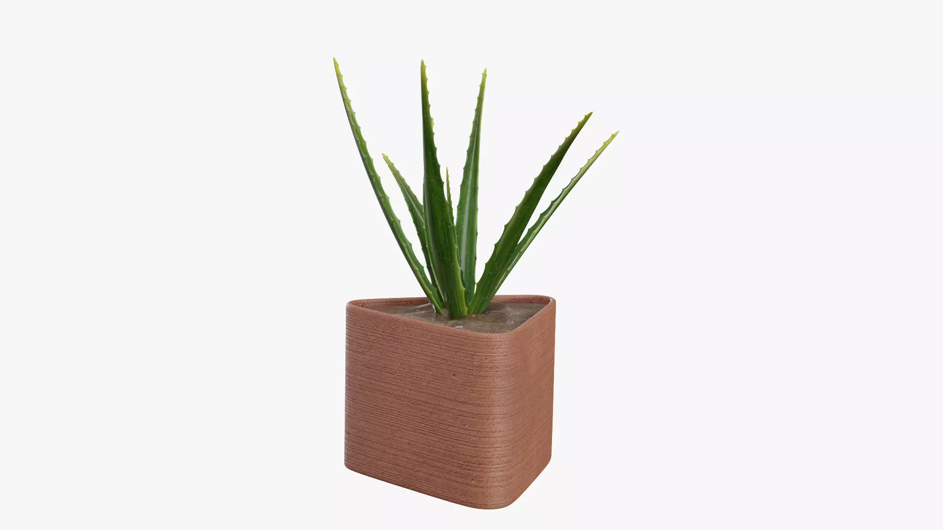Plant 3 aloe vera 3D model_0
