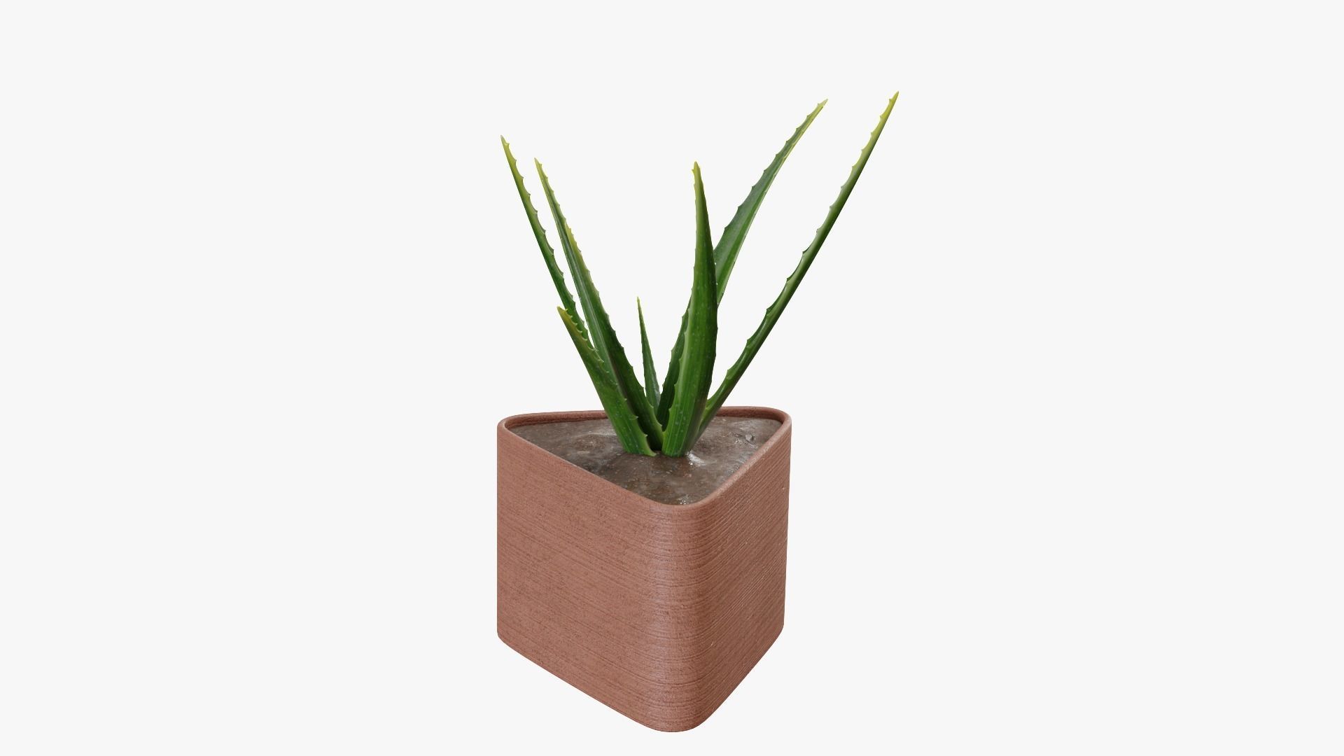 Plant 3 aloe vera 3D model_1
