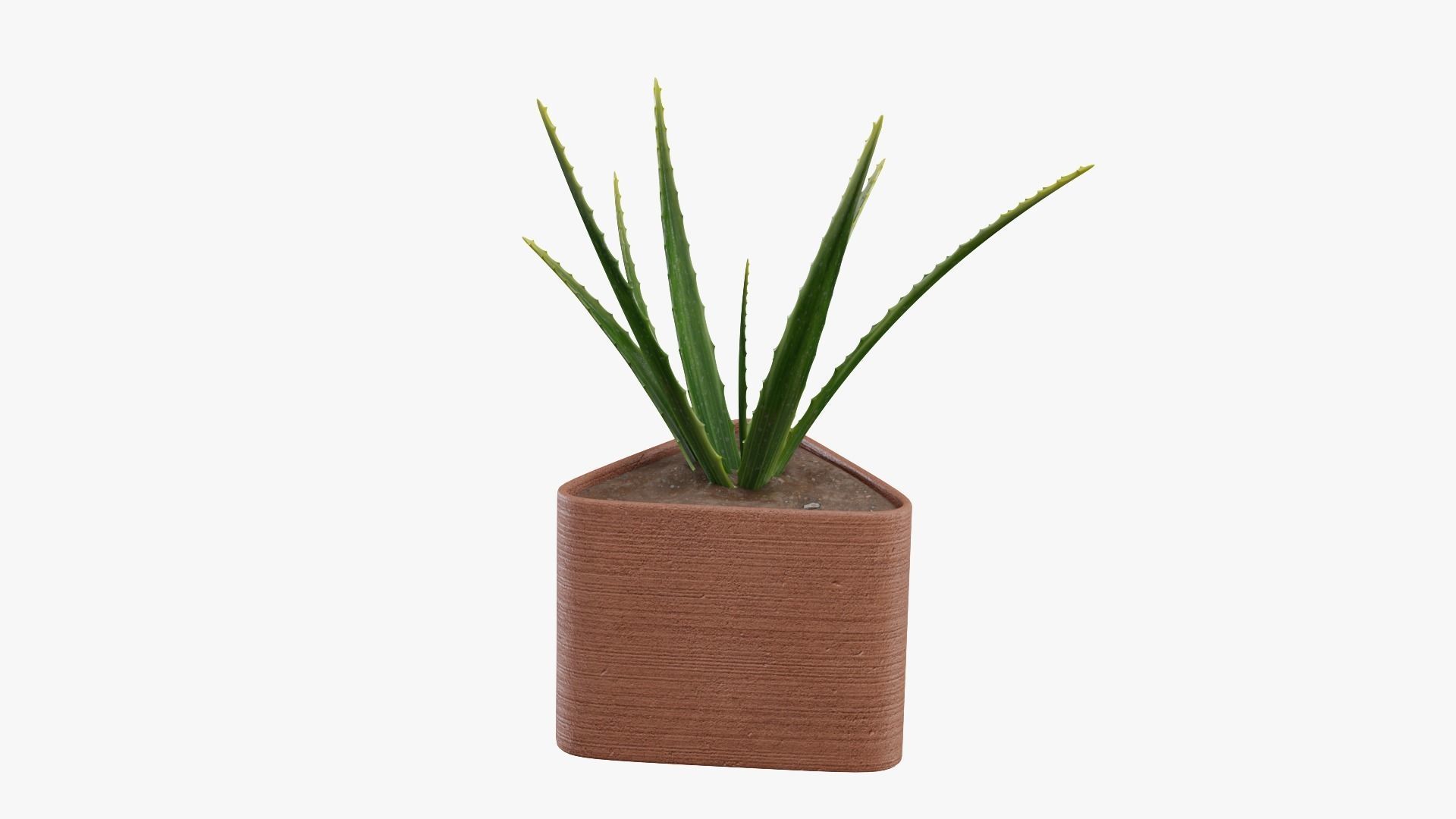 Plant 3 aloe vera 3D model_2