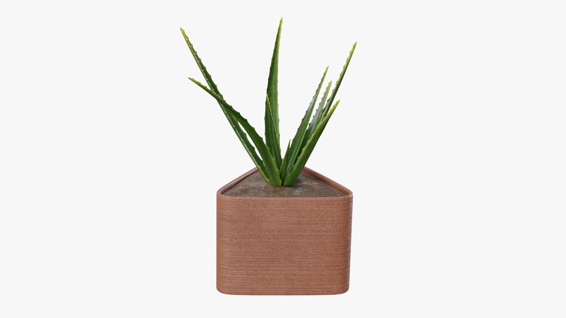 Plant 3 aloe vera 3D model_3