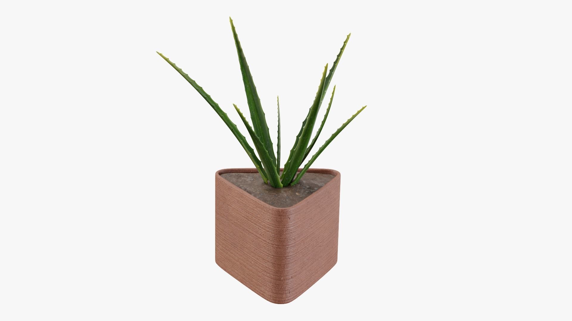 Plant 3 aloe vera 3D model_4