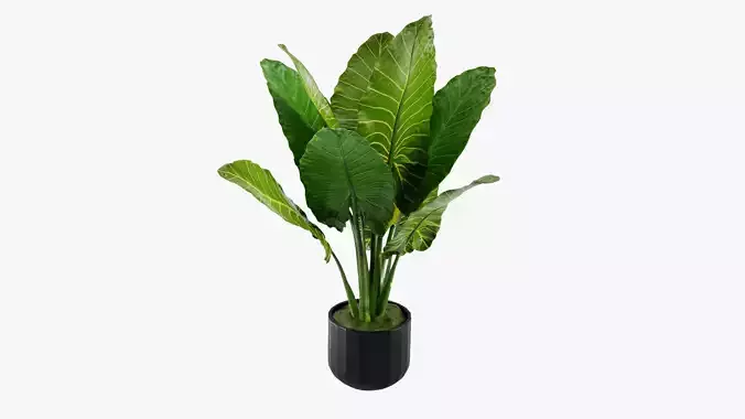 Plant 5 tropical in pot