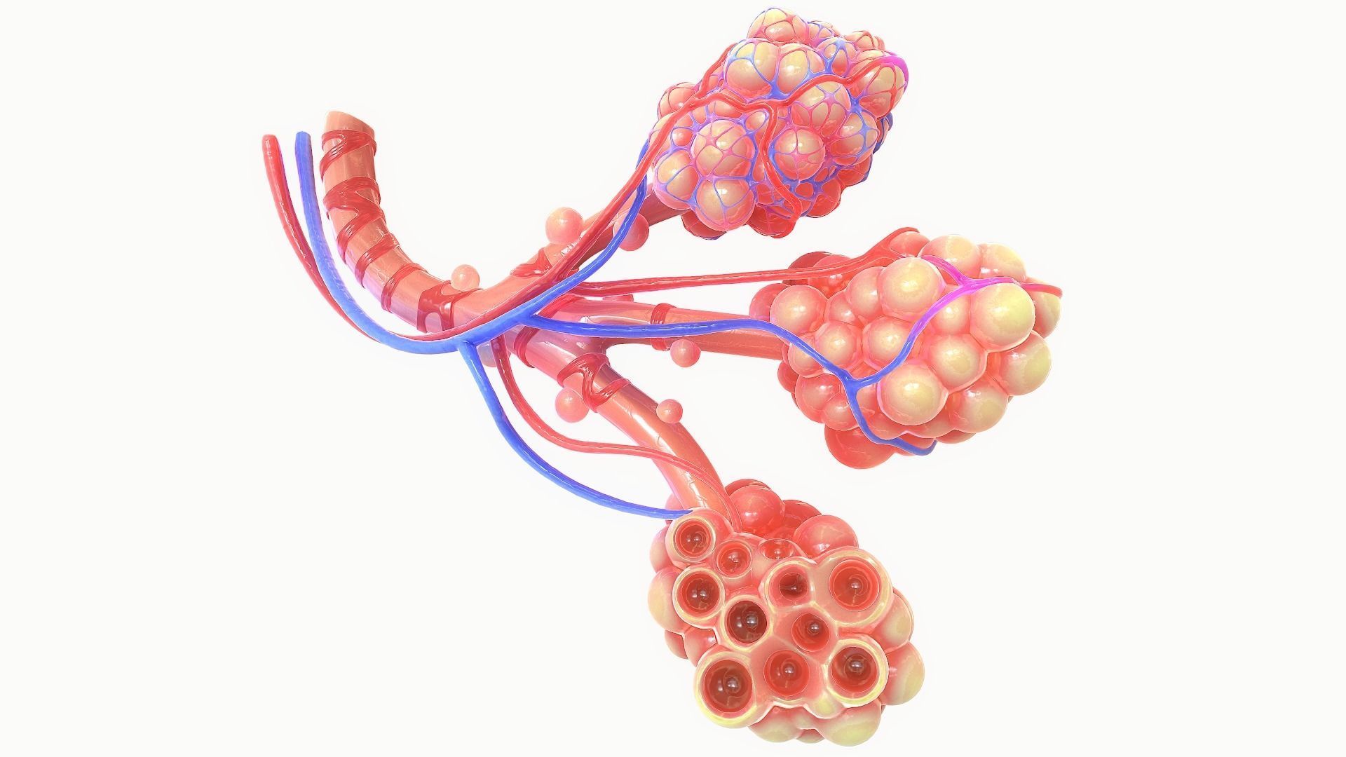 Realistic Human Bronchi Alveoli Anatomy 3D model_4