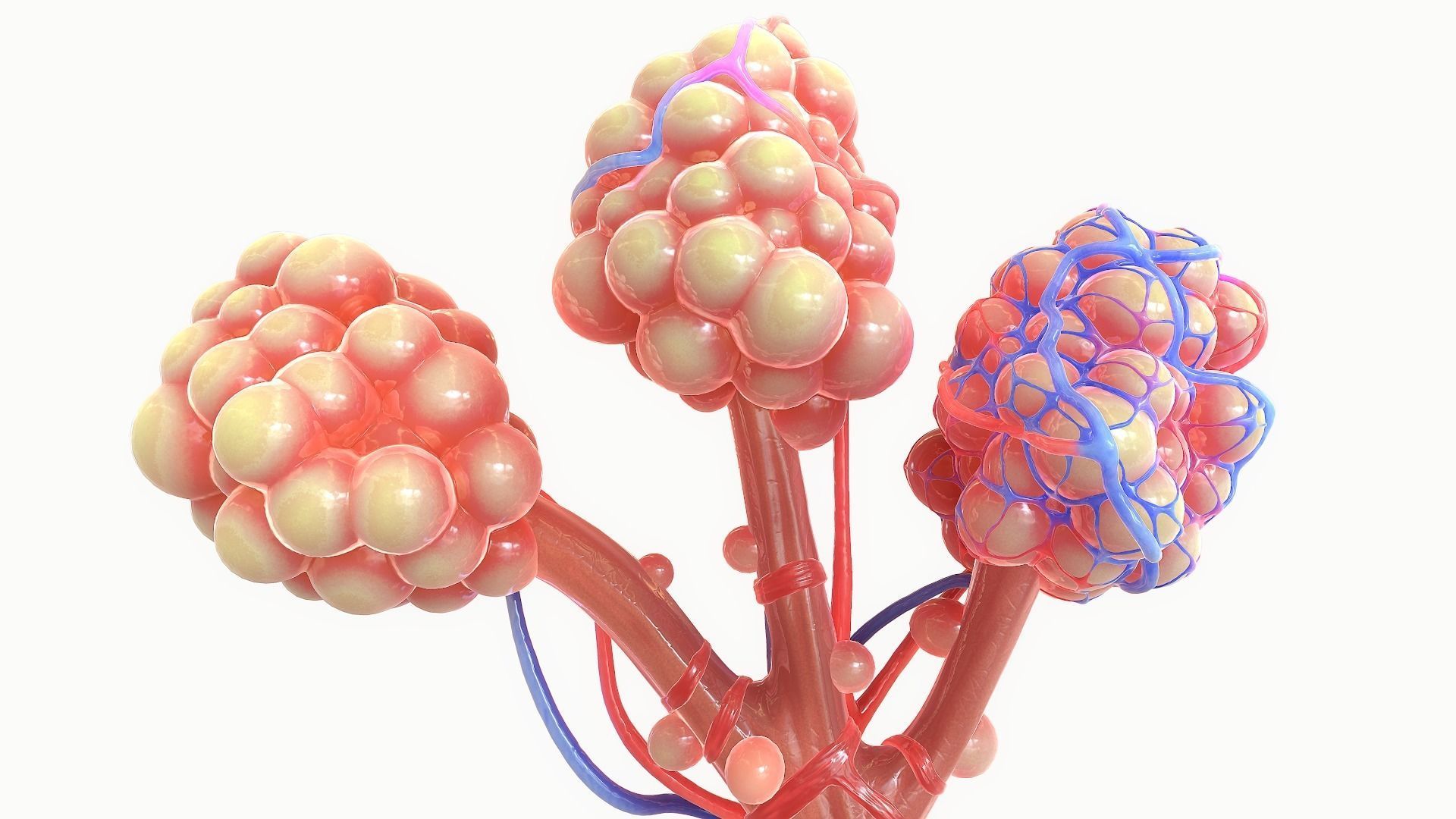 Realistic Human Bronchi Alveoli Anatomy 3D model_1