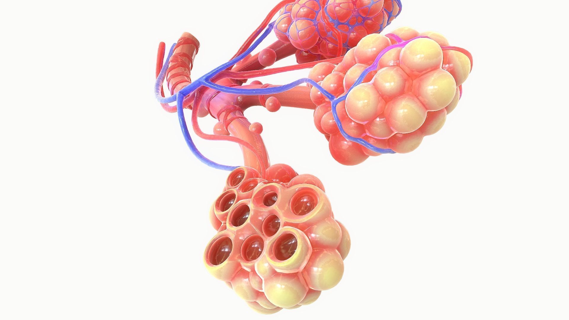 Realistic Human Bronchi Alveoli Anatomy 3D model_5