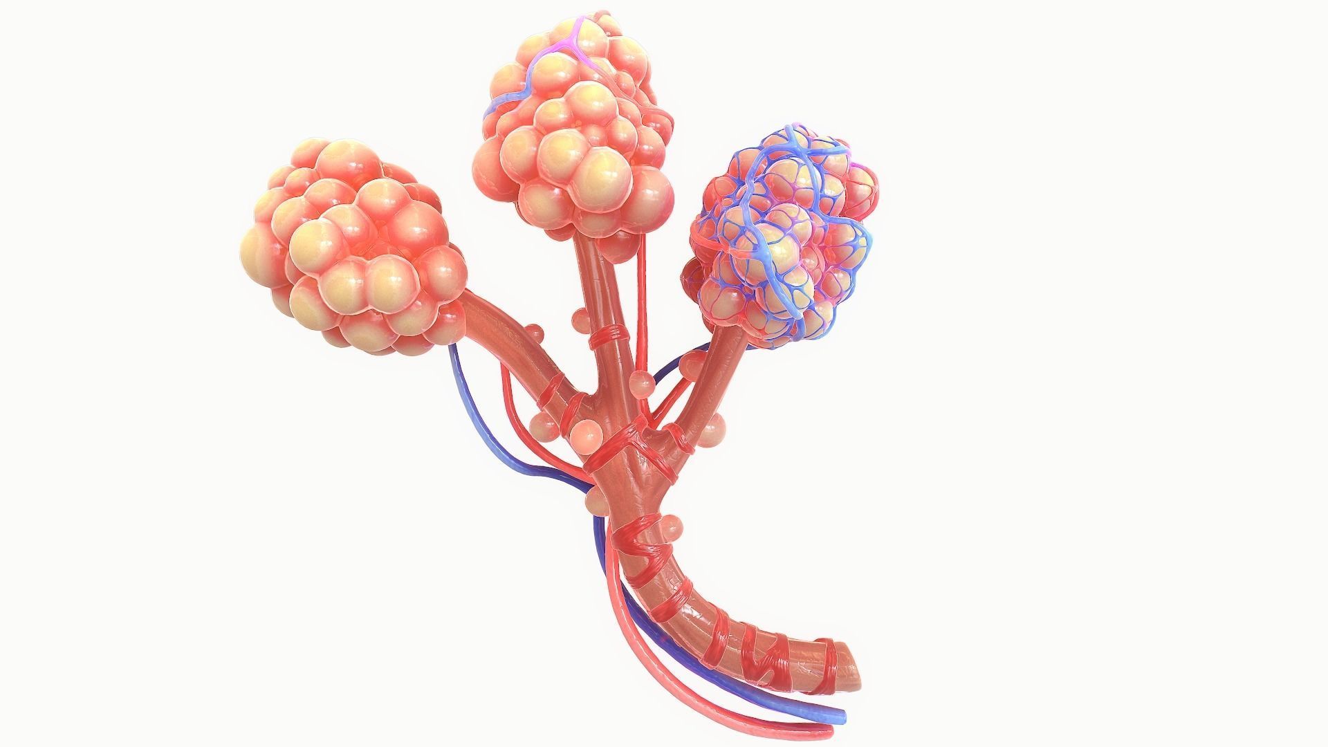 Realistic Human Bronchi Alveoli Anatomy 3D model_6