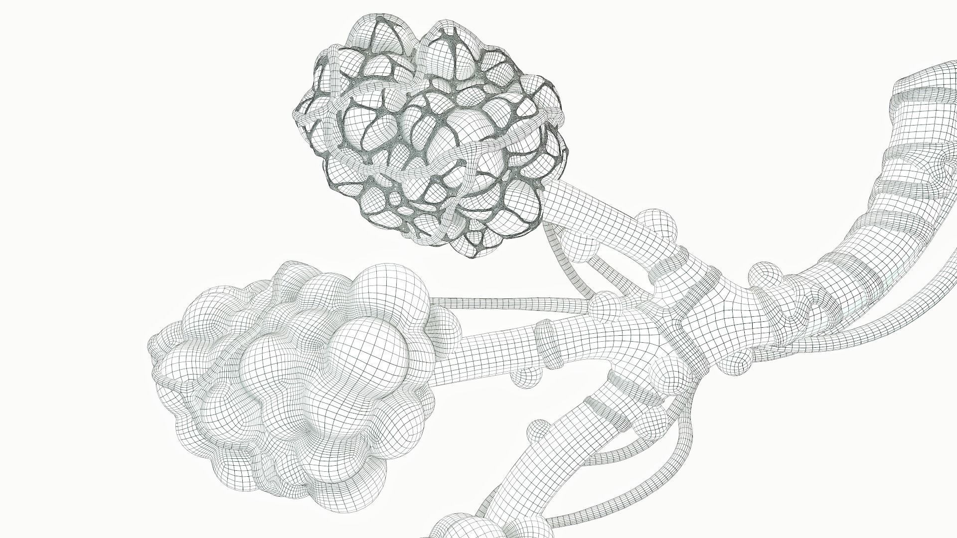 Realistic Human Bronchi Alveoli Anatomy 3D model_20