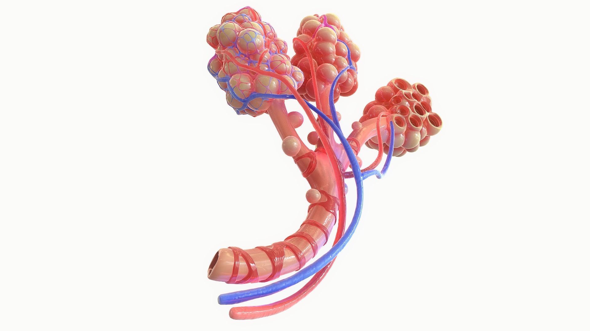 Realistic Human Bronchi Alveoli Anatomy 3D model_8