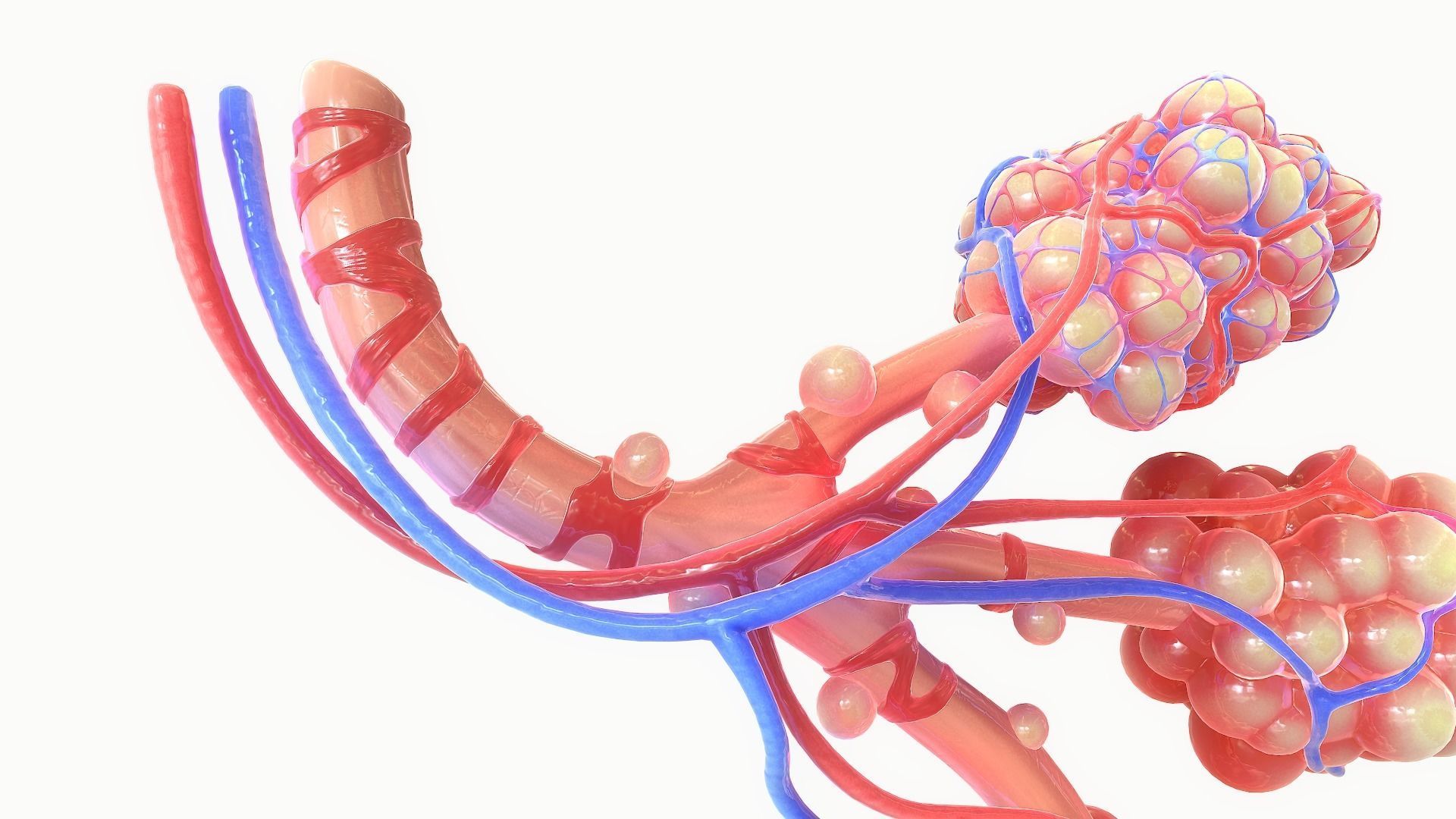 Realistic Human Bronchi Alveoli Anatomy 3D model_11