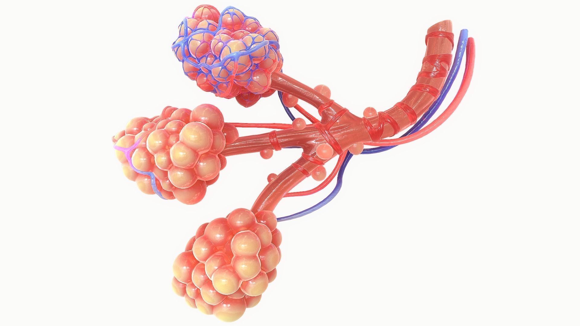 Realistic Human Bronchi Alveoli Anatomy 3D model_2