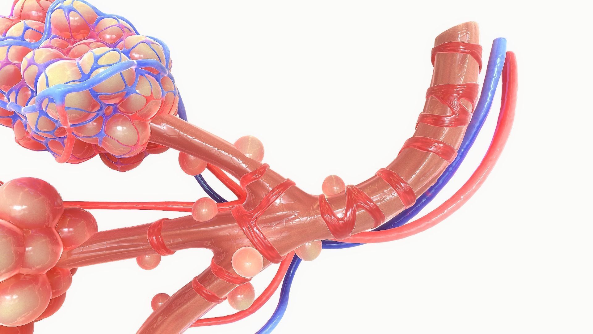 Realistic Human Bronchi Alveoli Anatomy 3D model_12