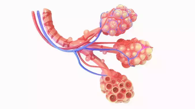 Realistic Human Bronchi Alveoli Anatomy 3D model