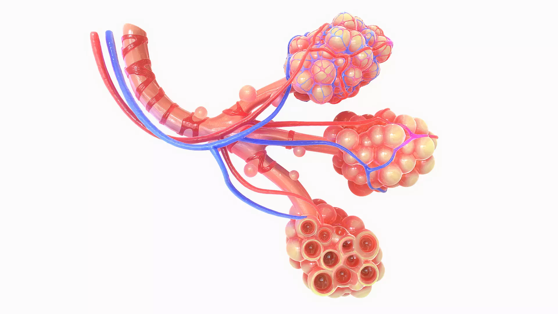 Realistic Human Bronchi Alveoli Anatomy 3D model_0