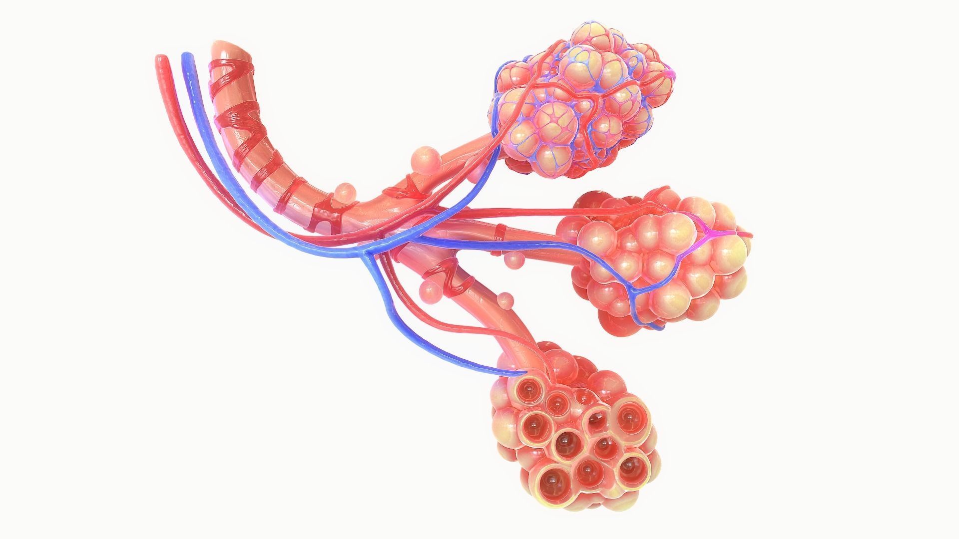 Realistic Human Bronchi Alveoli Anatomy