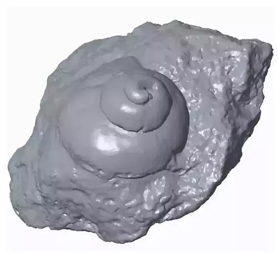 Snail fossil