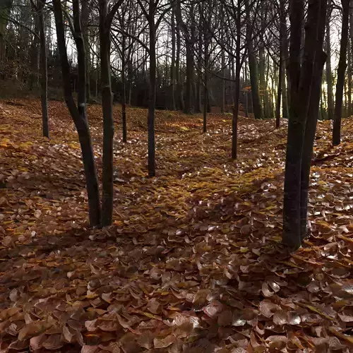 Dry Beech Leaves Pack Low-poly 3D model