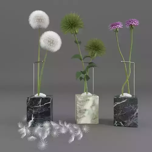 Dandelion Wishes Plant