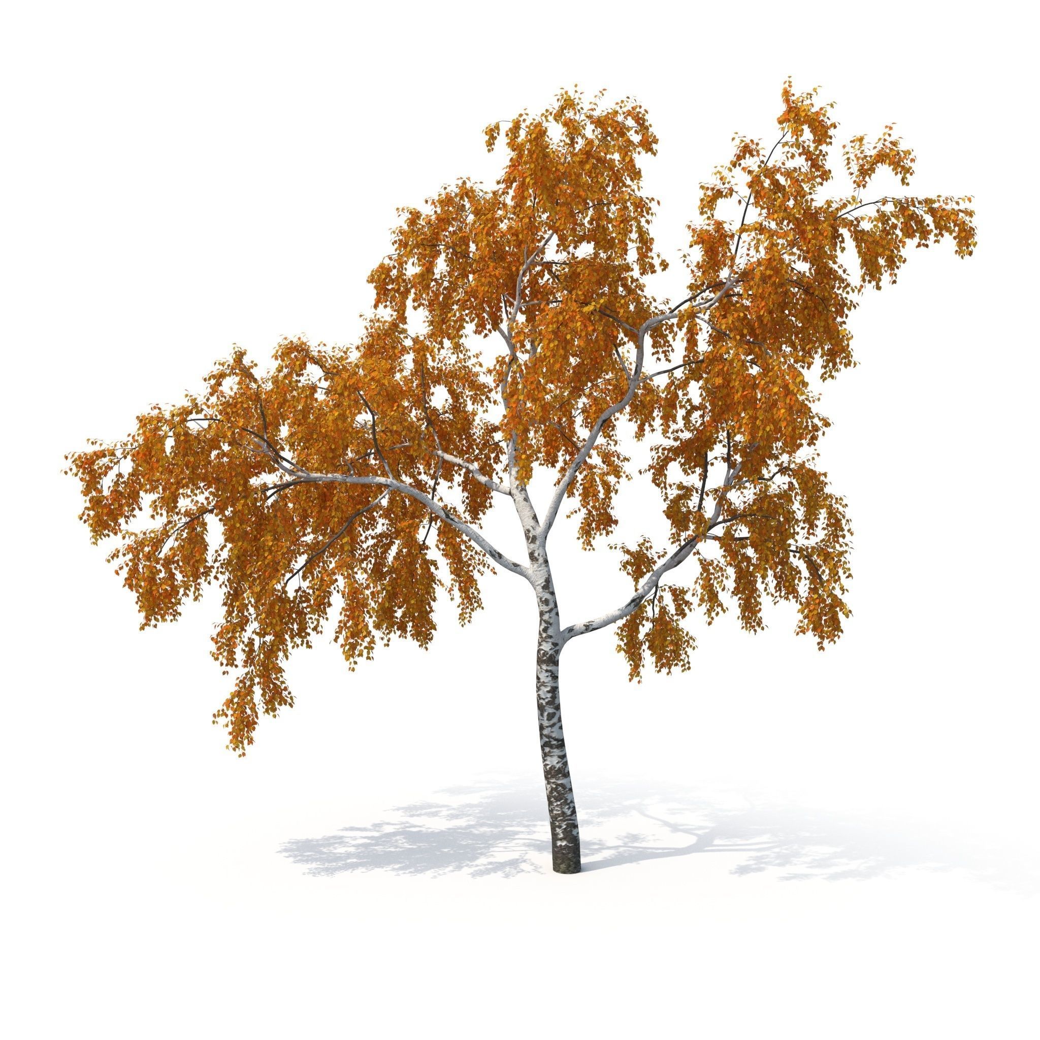 Birch Tree No 2 Two seasons 3D model_10