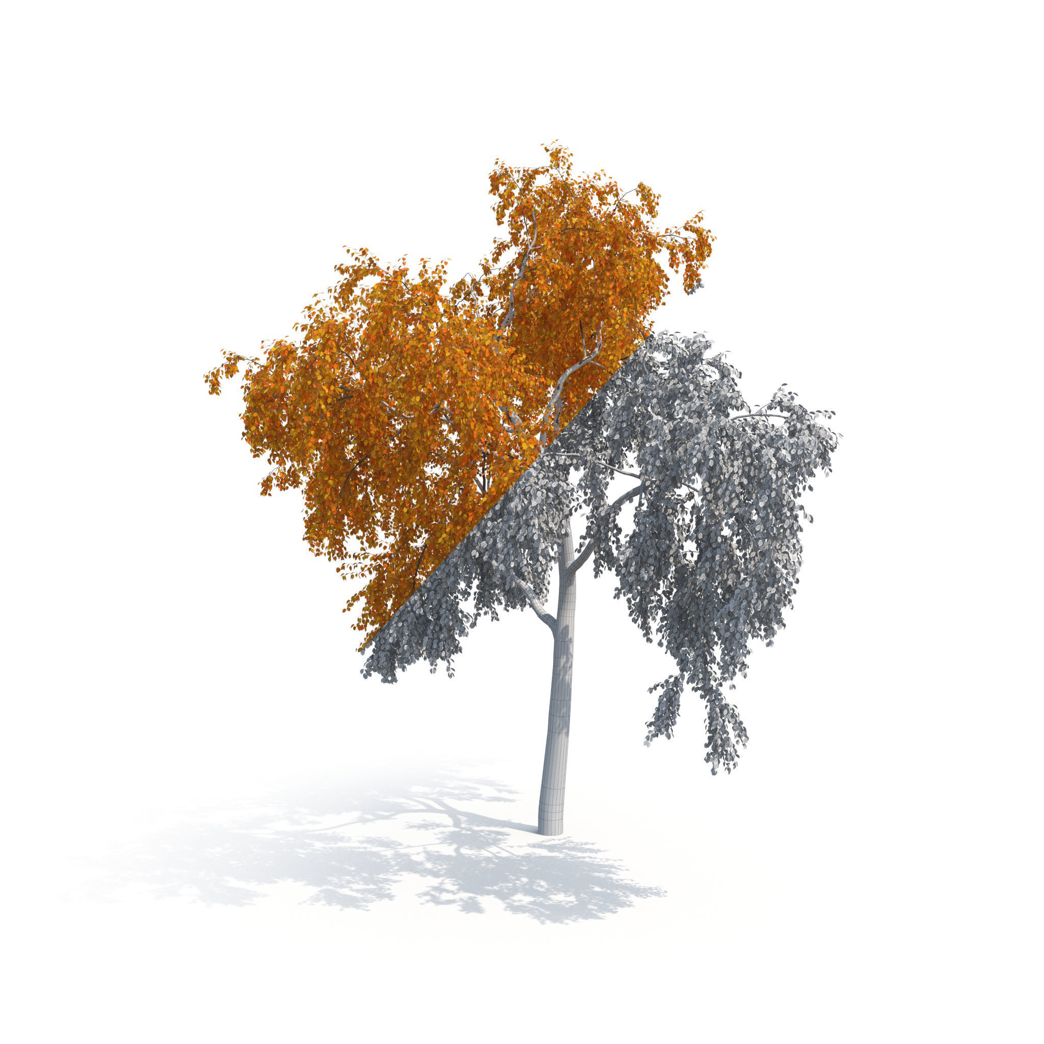 Birch Tree No 2 Two seasons 3D model_14