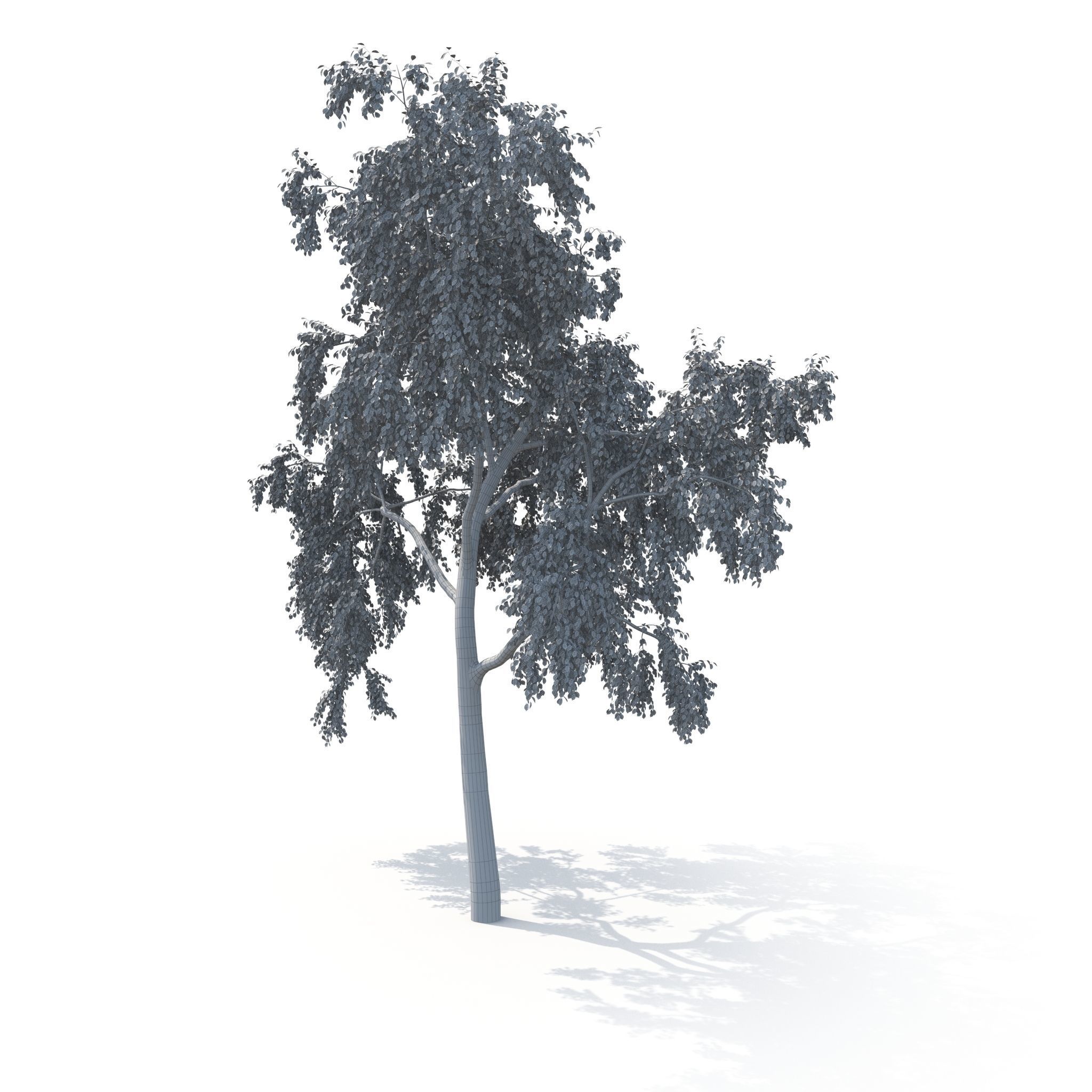 Birch Tree No 2 Two seasons 3D model_18