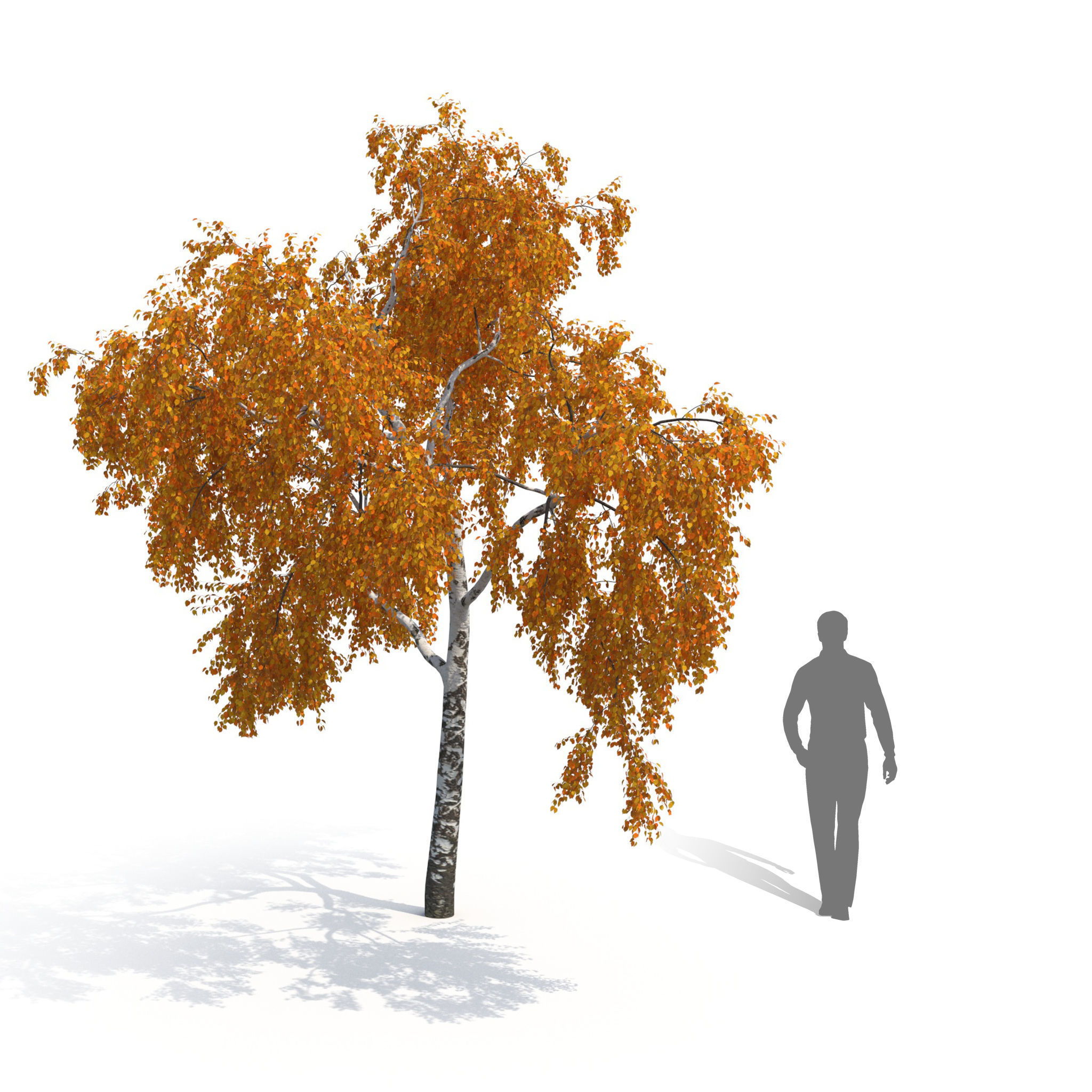 Birch Tree No 2 Two seasons 3D model_6