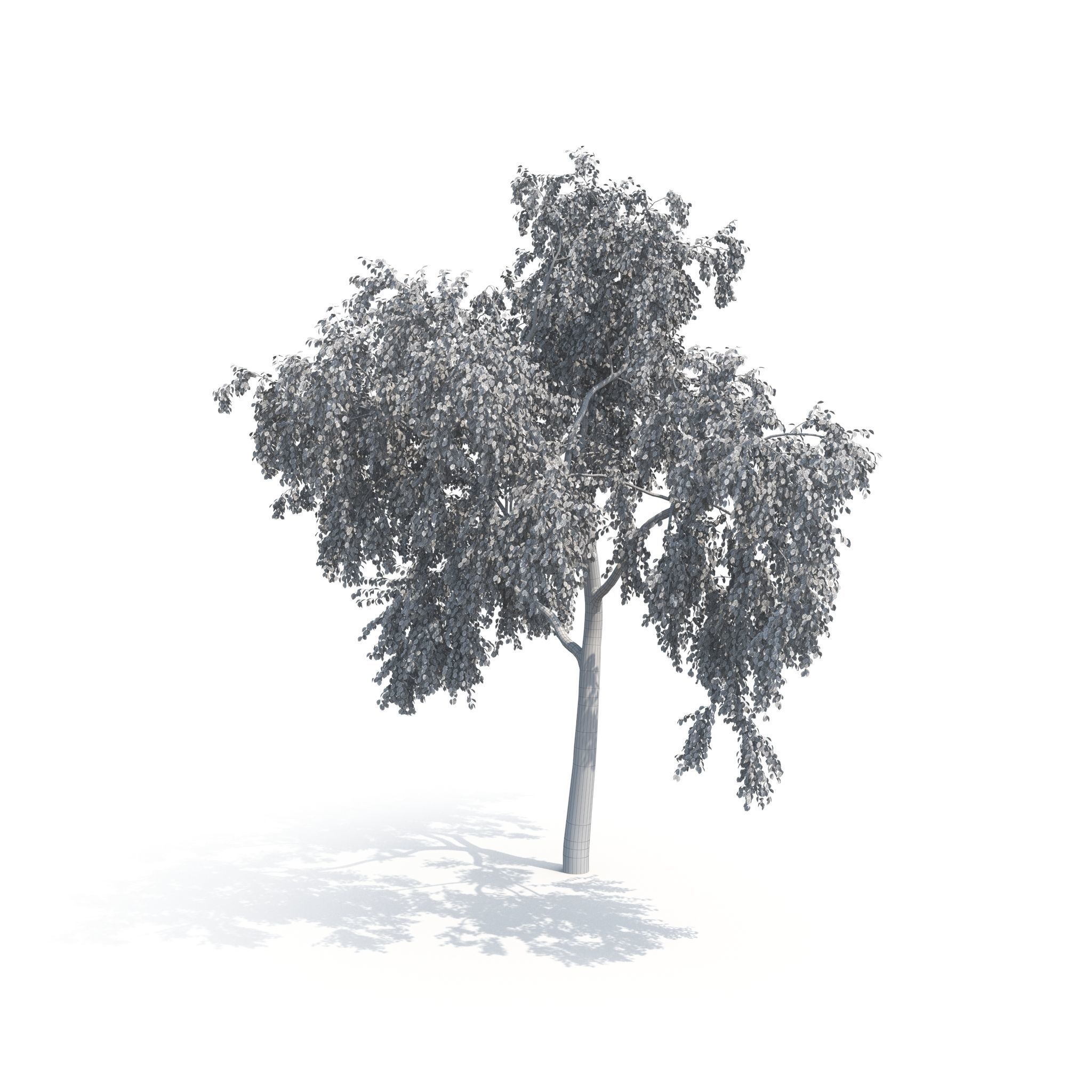 Birch Tree No 2 Two seasons 3D model_16