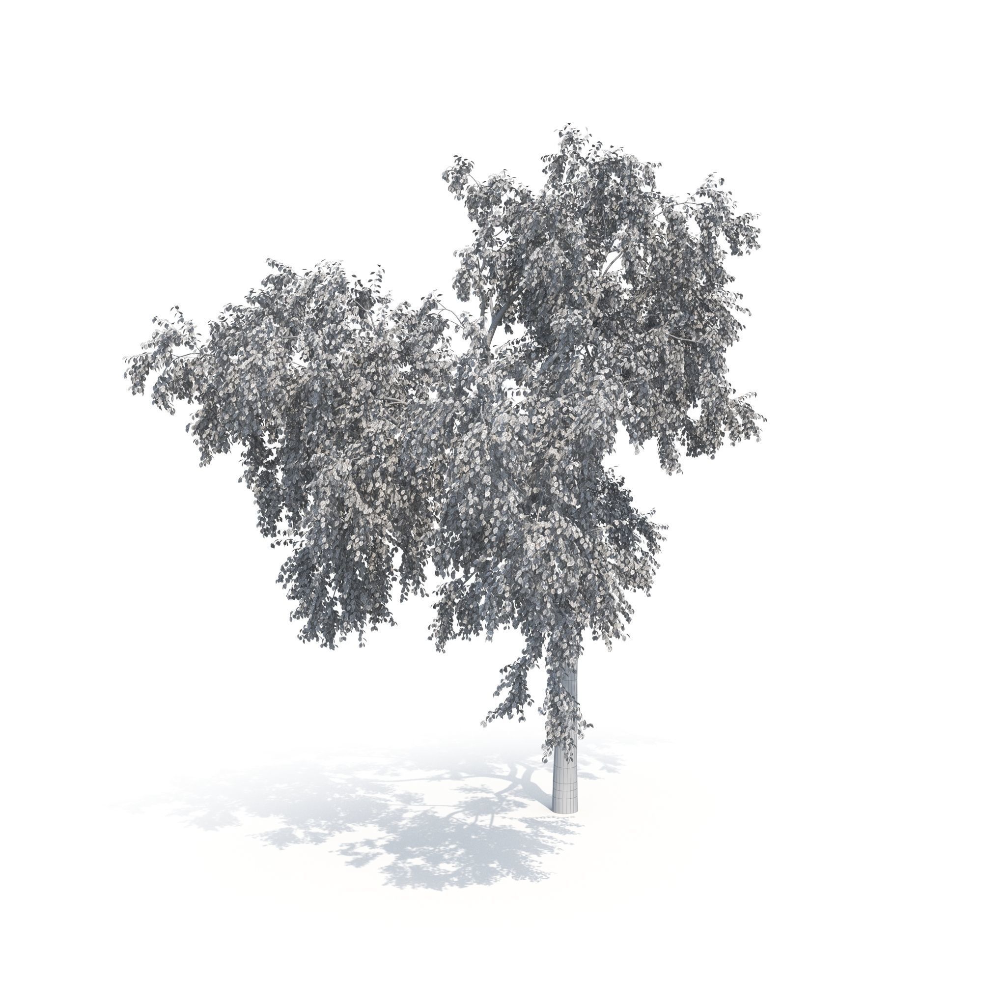 Birch Tree No 2 Two seasons 3D model_17