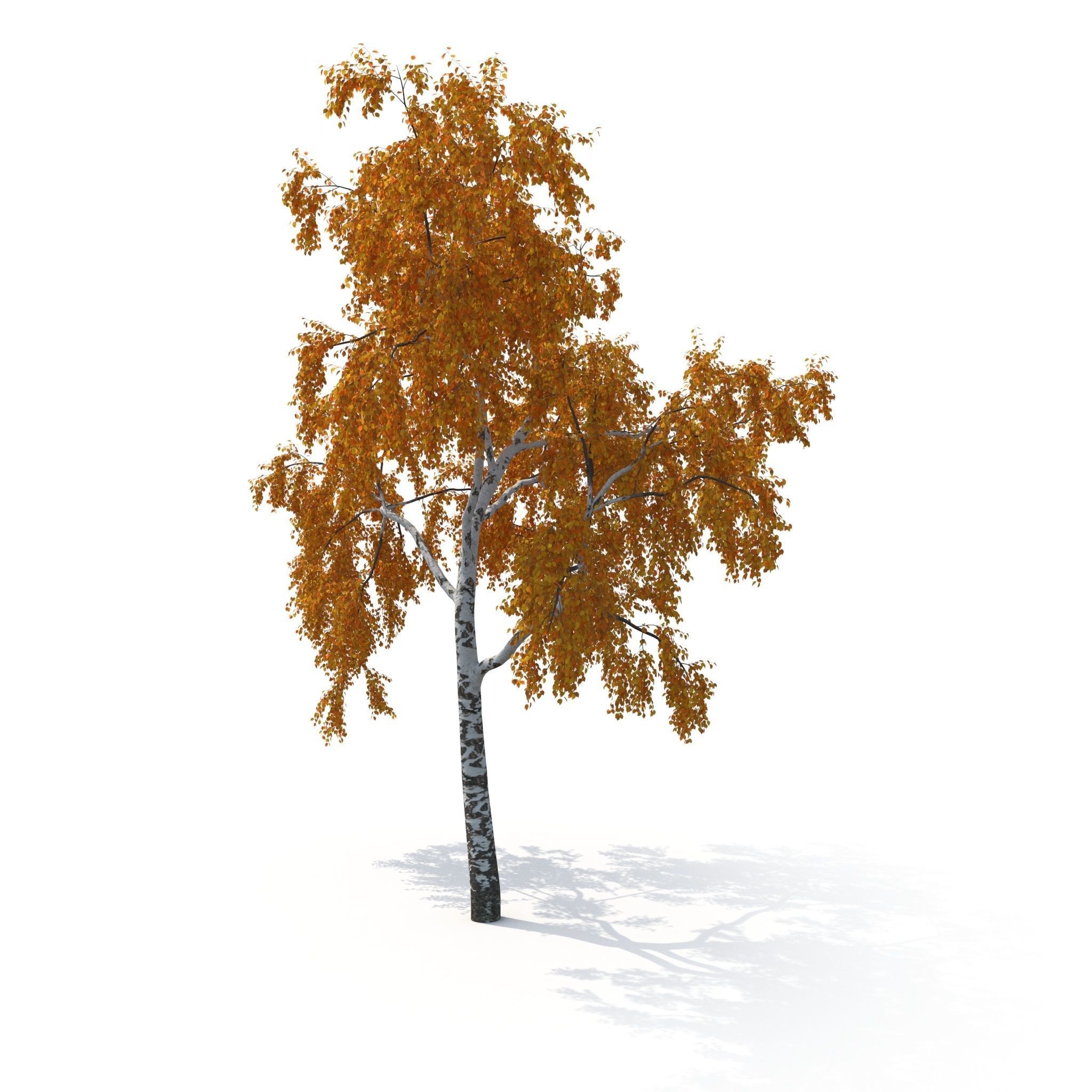 Birch Tree No 2 Two seasons 3D model_12