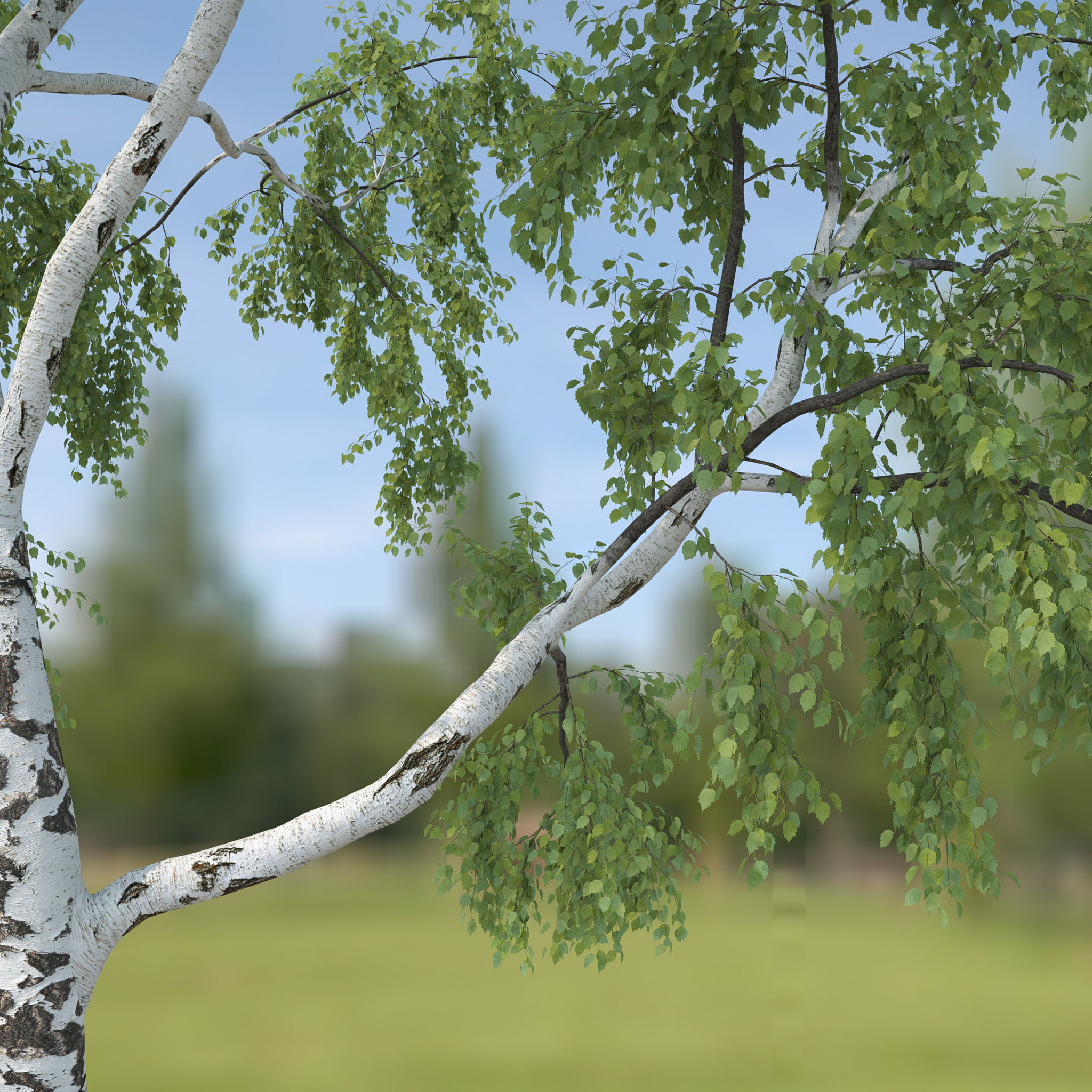 Birch Tree No 2 Two seasons 3D model_5