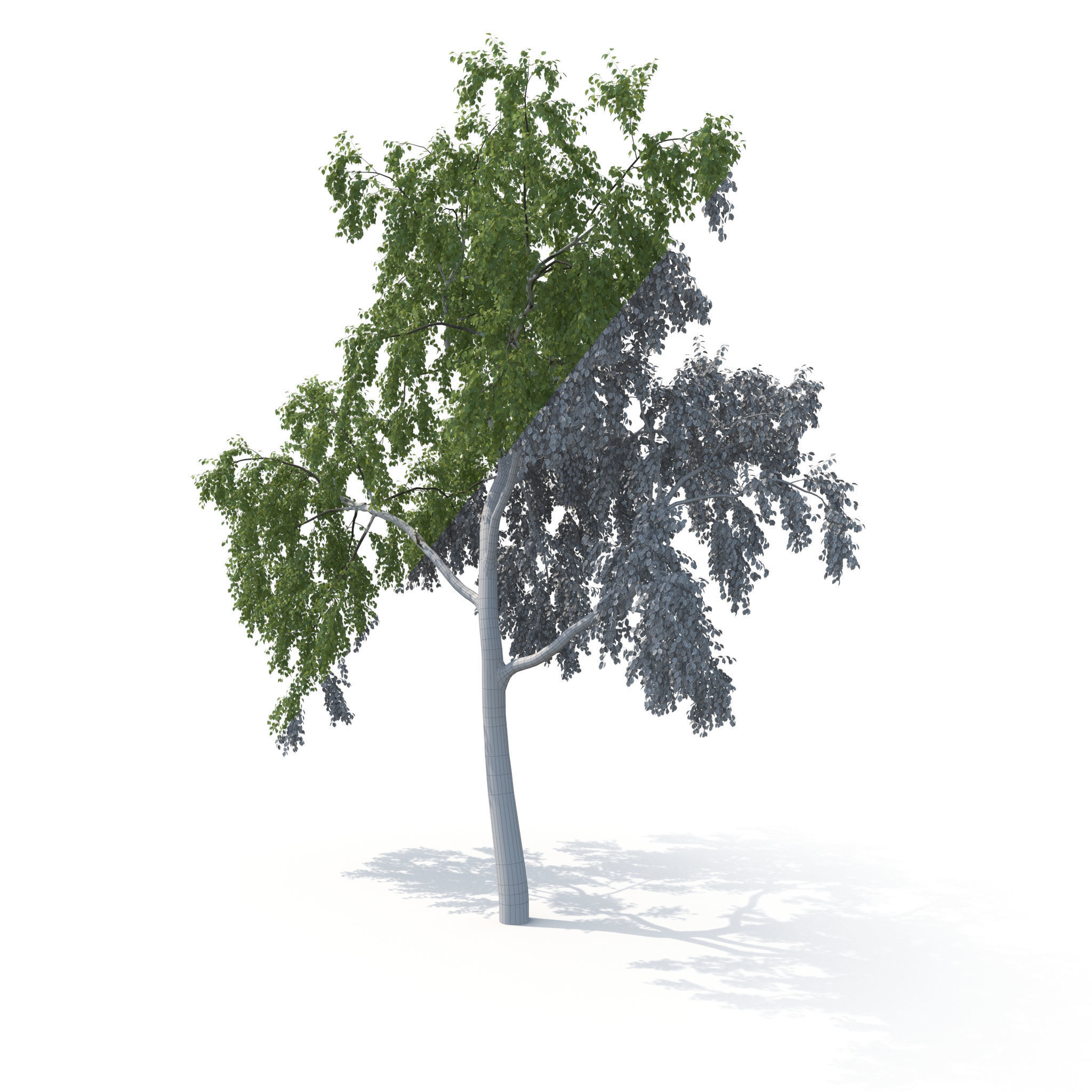 Birch Tree No 2 Two seasons 3D model_13