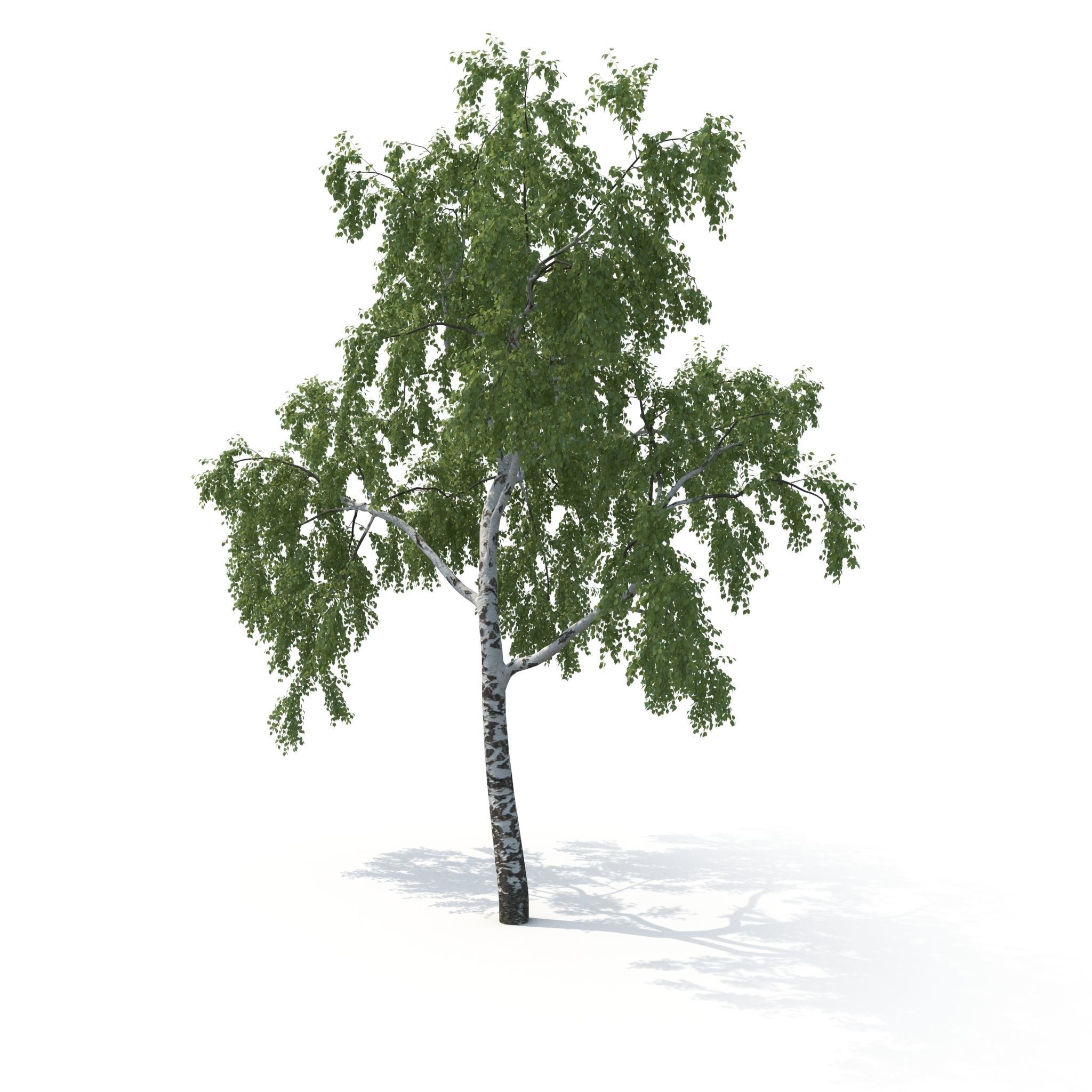 Birch Tree No 2 Two seasons 3D model_9