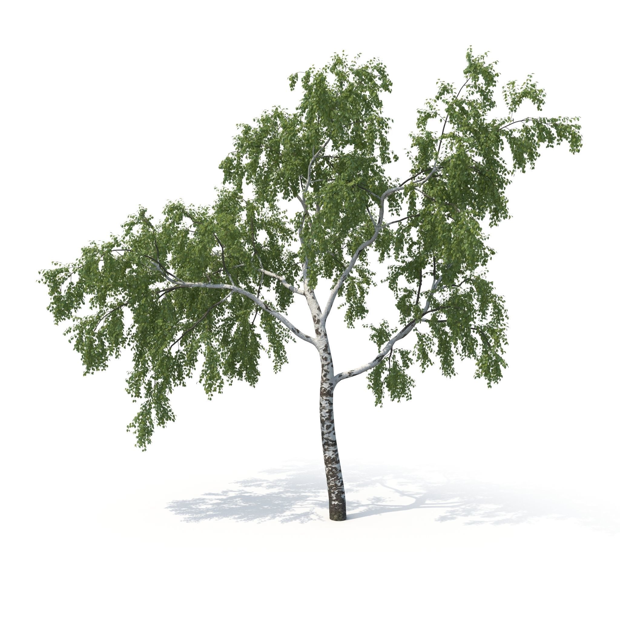 Birch Tree No 2 Two seasons 3D model_4