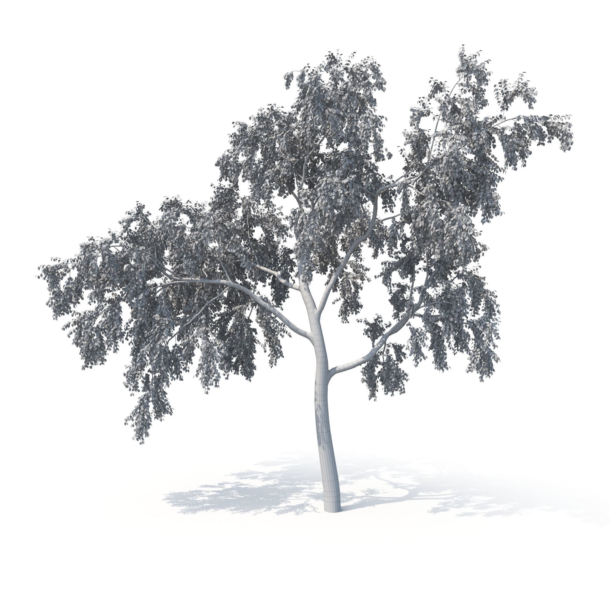 Birch Tree No 2 Two seasons 3D model_15