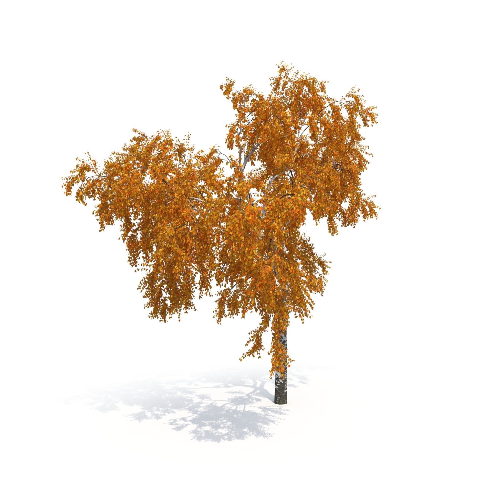 Birch Tree No 2 Two seasons 3D model_11