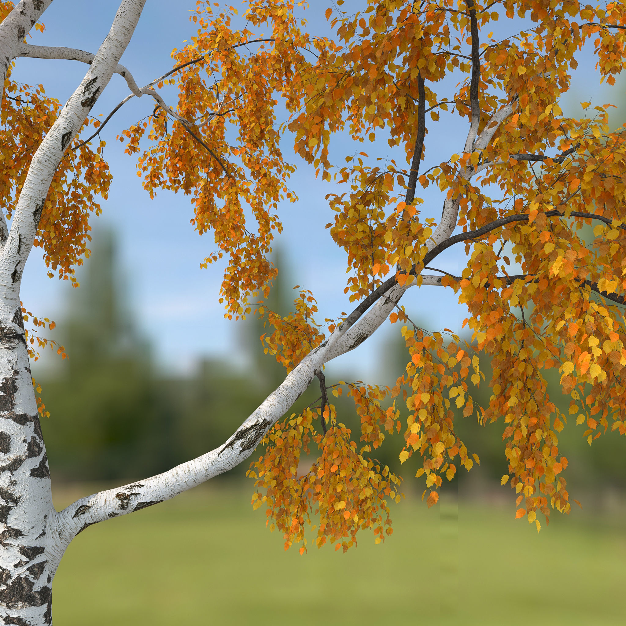 Birch Tree No 2 Two seasons 3D model_7