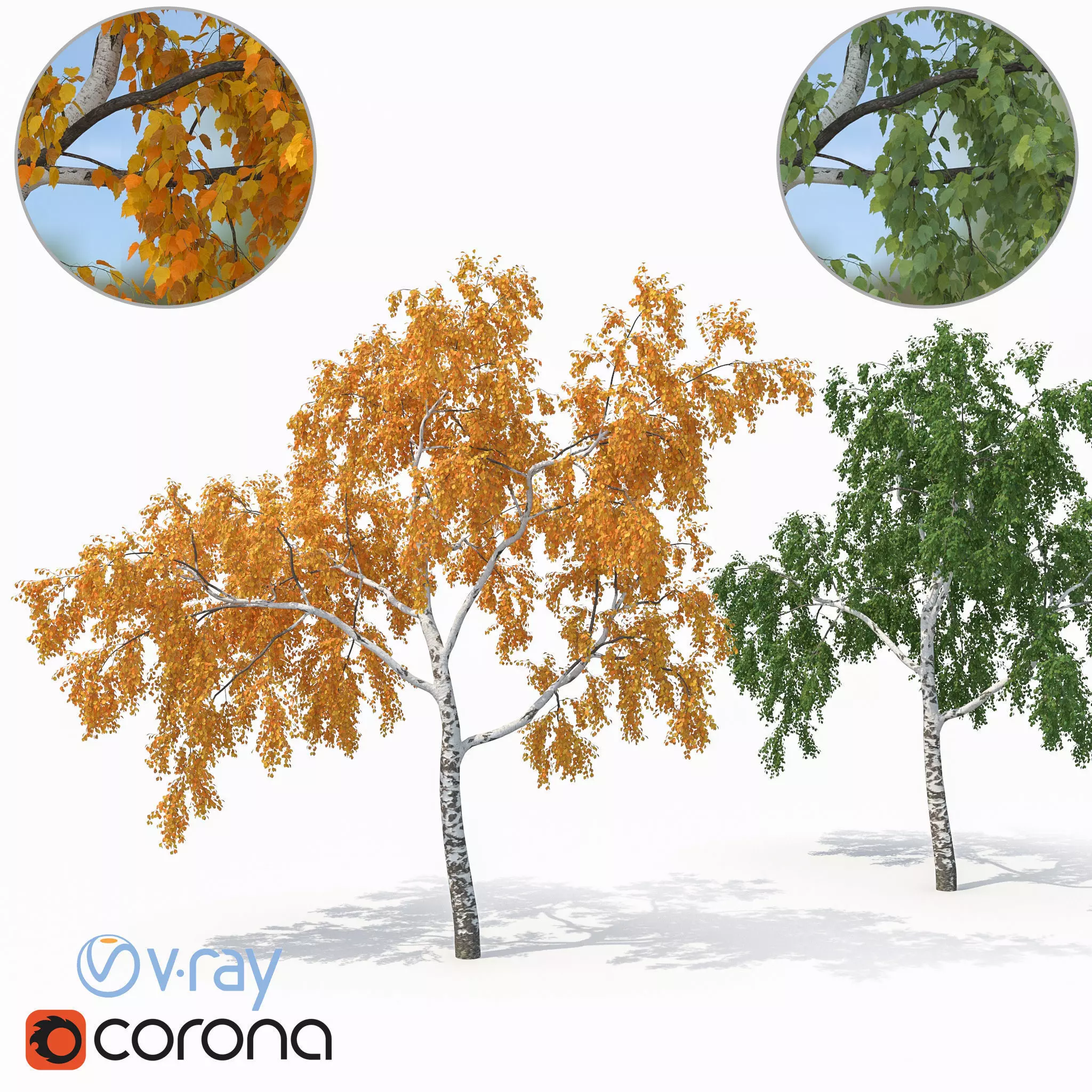 Birch Tree No 2 Two seasons 3D model_0