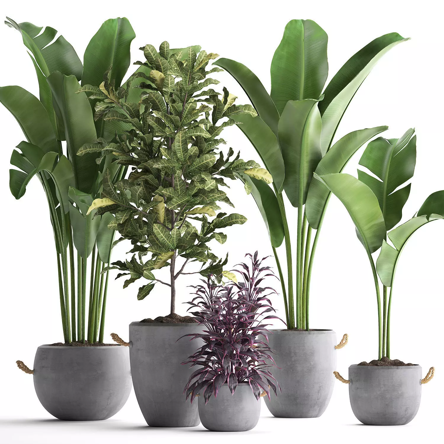 Collection of Exotic Plants 438 3D model