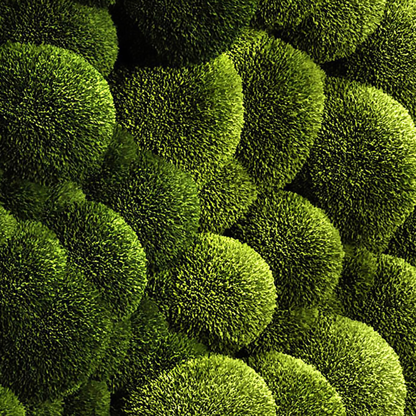 Moss wall 2 3D model_4