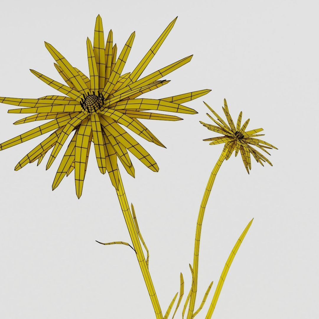 Tragopogon pratensis Low-poly 3D model_3