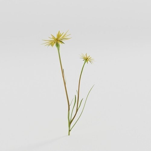 Tragopogon pratensis Low-poly 3D model