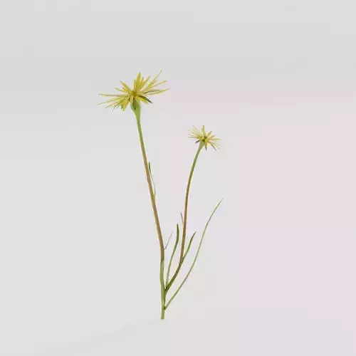 Tragopogon pratensis