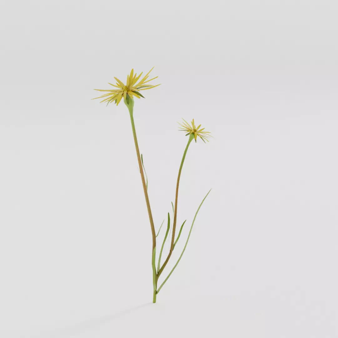 Tragopogon pratensis Low-poly 3D model_0