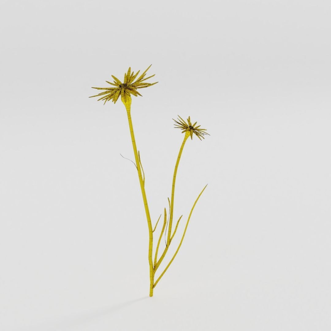 Tragopogon pratensis Low-poly 3D model_4