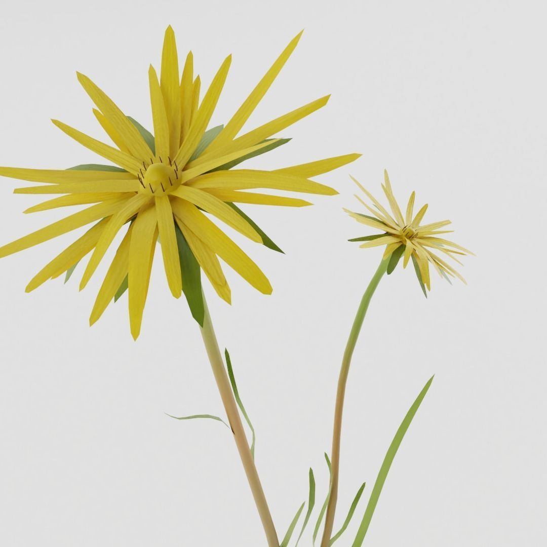 Tragopogon pratensis Low-poly 3D model_2