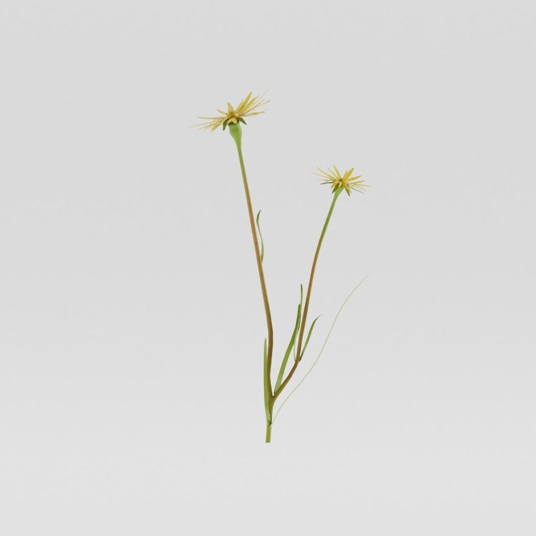 Tragopogon pratensis Low-poly 3D model_1