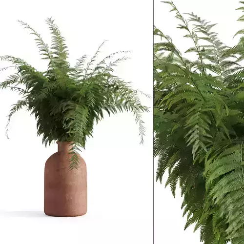 Fern In Terracotta Vase