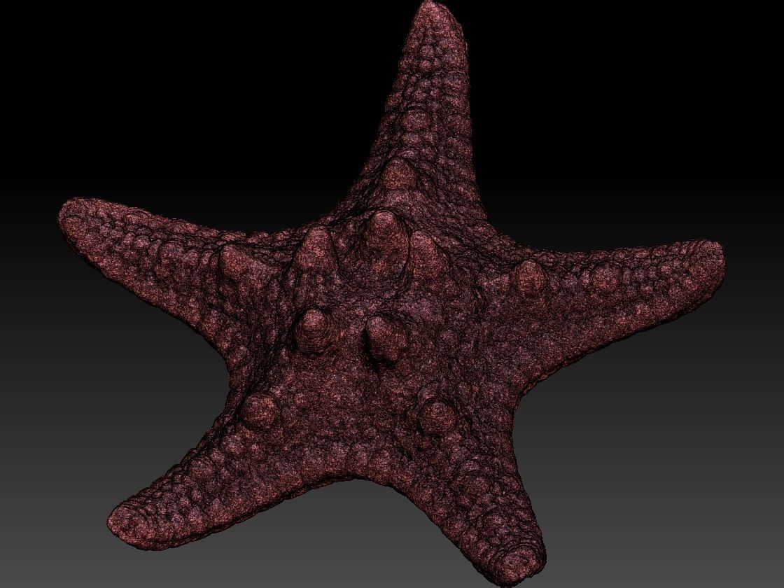 Starfish high detail scan 3D model_9